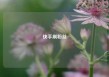 快手刷粉丝