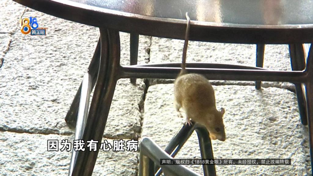 吃完饭一出包厢被大老鼠吓坏了	，当事人：退一赔十  第2张